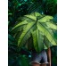 AC REGULAR UMBRELLA FARE-MOTIV FA1198